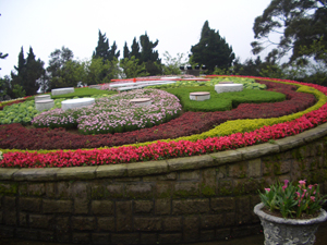 flower (162)
